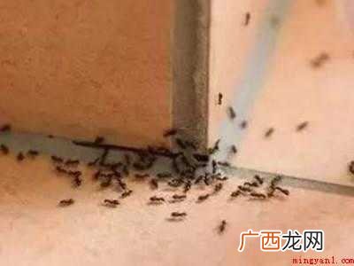 怎么去蚂蚁