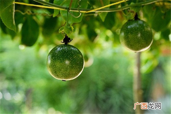 百香果种子什么时候种,百香果得固定时间种吗？