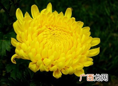 菊花是什么意思,菊花是什么意思（网络用语？