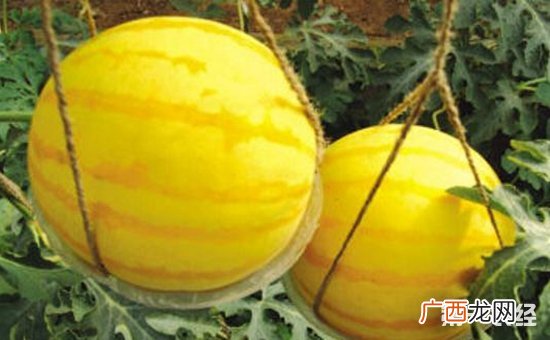 黄皮西瓜叫什么名字,金津黄金瓜口感怎么样？