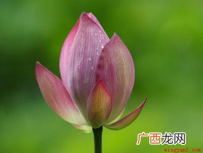 七月时候向日葵、荷花、昙花、国槐等花都会开发的 七月开什么花