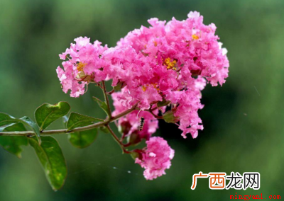 七月时候向日葵、荷花、昙花、国槐等花都会开发的 七月开什么花