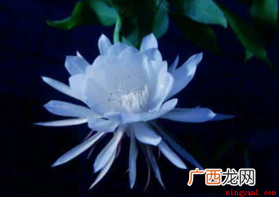 七月时候向日葵、荷花、昙花、国槐等花都会开发的 七月开什么花