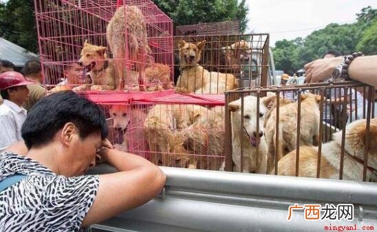 中国广西玉林市民间自发形成的节日 玉林狗肉节是几月几号
