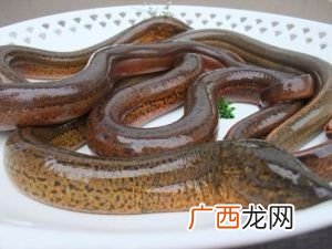 如何养殖鳝鱼,怎样建造黄鳝养殖池？