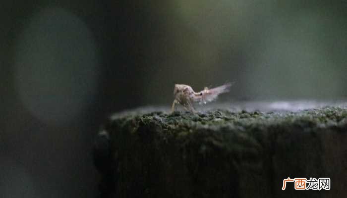 梦见水蛭是什么意思