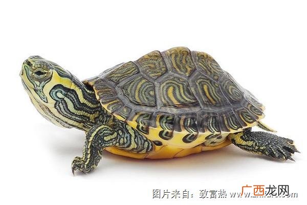 乌龟不吃食怎么办,乌龟吃东西不嚼？
