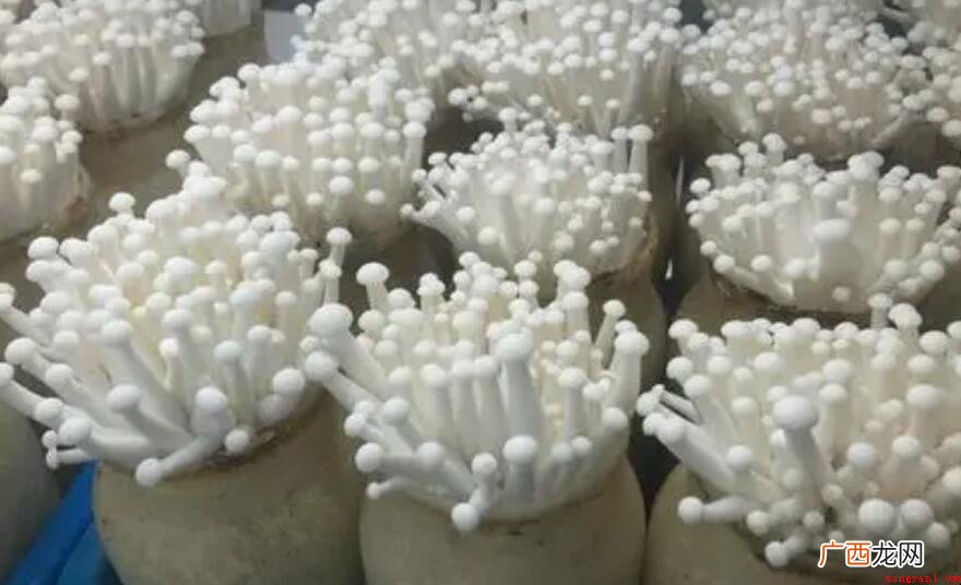 金针菇的种植方法是什么