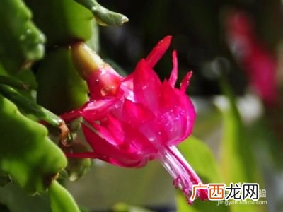 刺梅的养殖方法和注意事项有哪些,基督刺梅养殖方法？