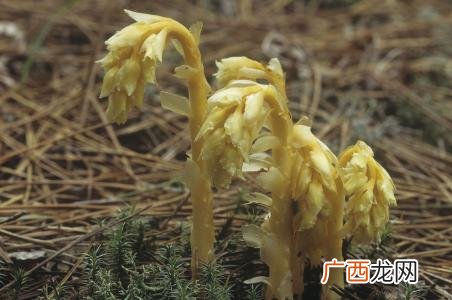腐生和寄生有什么区别,生物中微生物是自养型还是异养型怎么快速鉴别？速求答案？