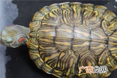 黄耳龟的寿命多长,黄耳龟4-5cm大概长了多久？