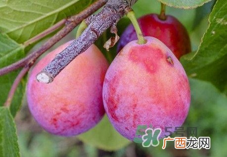 澳洲西梅是什么季节的水果,西梅几年成熟？