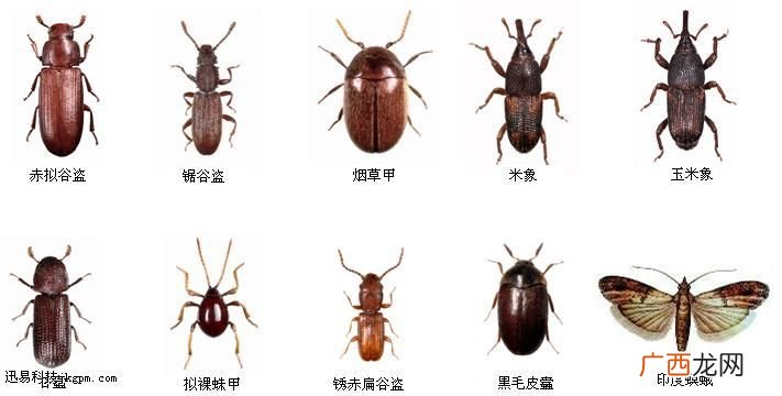 谷盗虫怎么清除掉,怎么消灭赤拟谷盗？