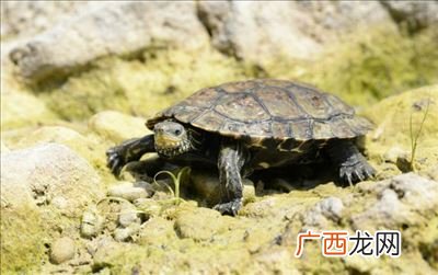 小乌龟吃什么适合小乌龟的食物,小乌龟能吃什么？