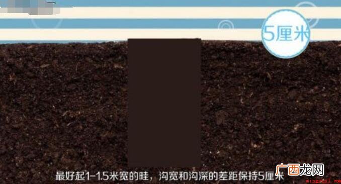 怎么种植大蒜