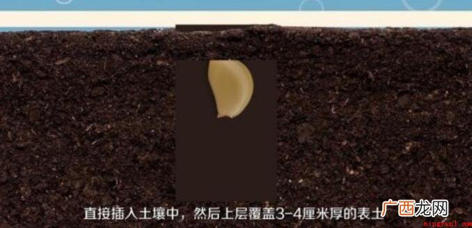 怎么种植大蒜