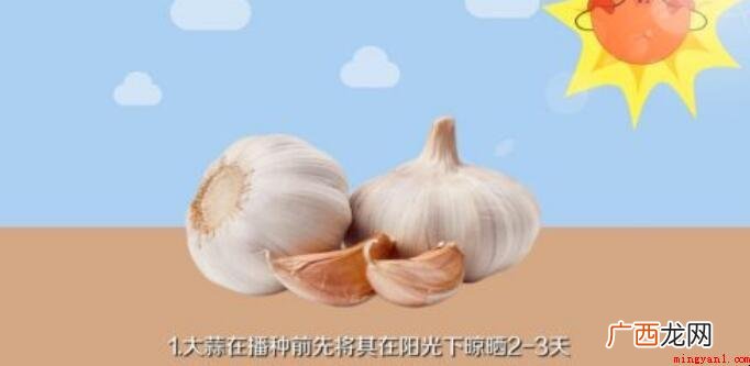 怎么种植大蒜