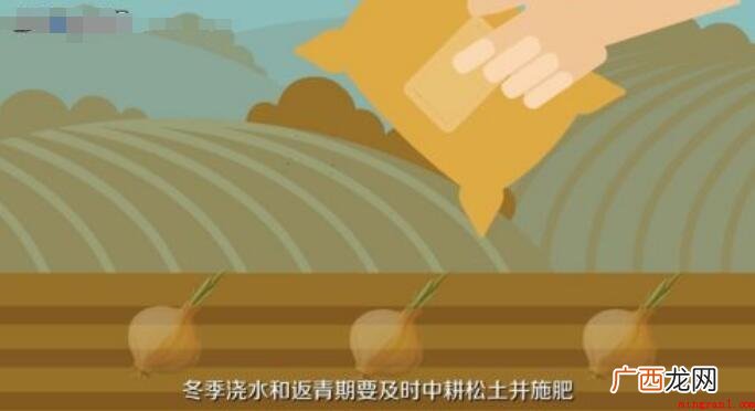 怎么种植大蒜