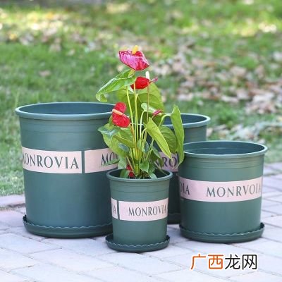 “加仑花盆”是什么意思,什么是加仑盆？