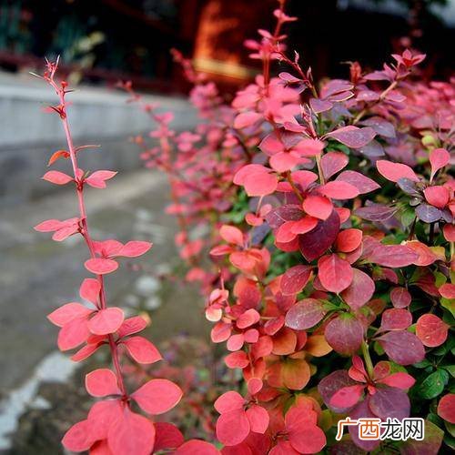 萸怎么读,“萸”字拼音怎么读？