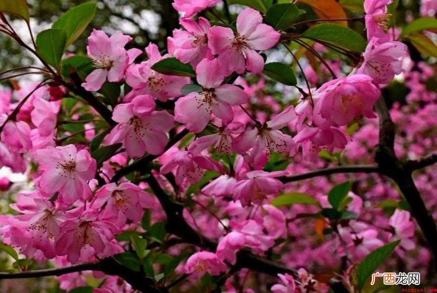武汉市花为什么是梅花