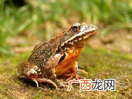 林蛙是国家二级保护动物吗,养石蛙跟养林蛙有什么区别犯法吗？