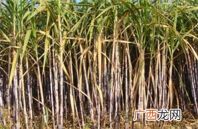 甘蔗产地在哪里,广西甘蔗主产区？
