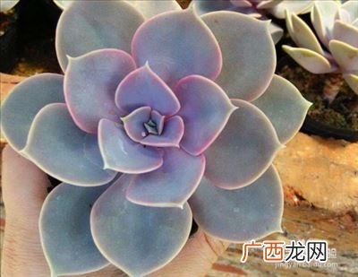 紫珍珠怎么养紫珍珠如何养,紫珍珠红心莲多肉怎么养？