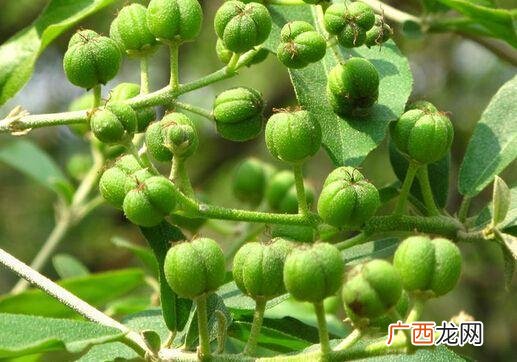 巴豆是什么,巴豆仁跟巴豆是一样吗？