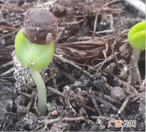 含羞草的一年四季的变化,什么植物在被四季影响？