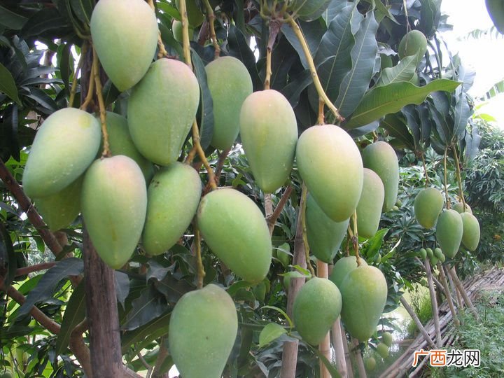 小芒果种子怎么种,芒果籽的种植方法？