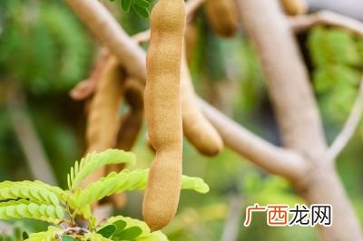 皂角怎么洗头,如何用皂角制作洗发水？