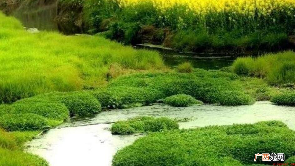 芳草茵茵什么意思