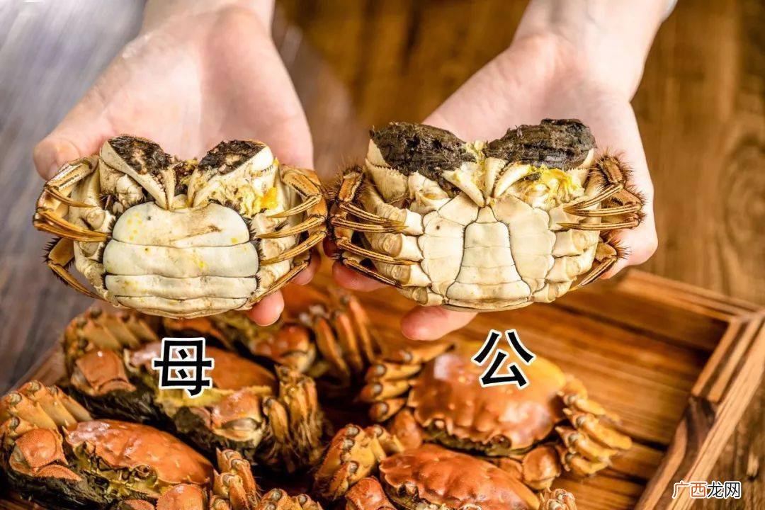 公螃蟹里面的黄是什么,公蟹黄大还是母蟹黄大？