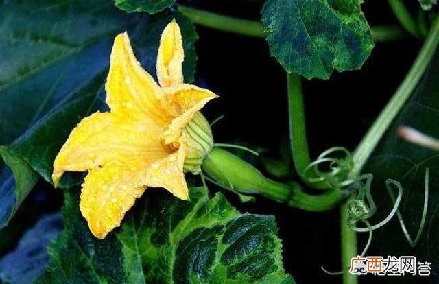 如何种植南瓜,鼎牌小胖墩南瓜的种植方法？