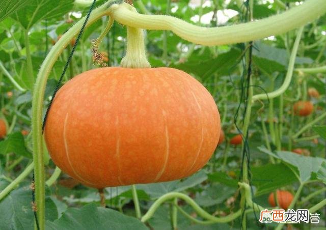如何种植南瓜,鼎牌小胖墩南瓜的种植方法？