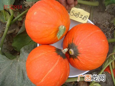 如何种植南瓜,鼎牌小胖墩南瓜的种植方法？