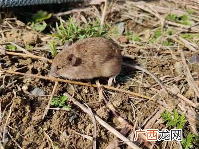 兽类包括哪些动物,兽类有什么动物？
