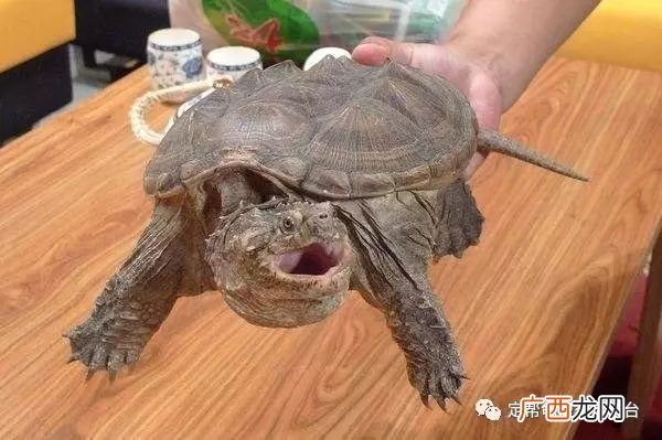 乌龟有牙齿吗,乌龟有几颗牙齿？