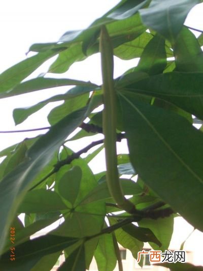 发财树会开花结果,小发财树会开花吗?