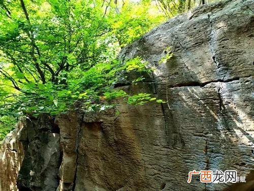 立根原在破岩中里的破岩还是什么,咬定青山不放松,里根原在破岩中。表达了作者什么的品格？