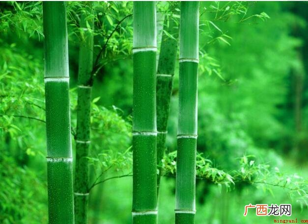 竹子是树还是草?_健康频道 竹子是树还是草