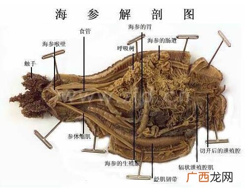 海参是什么类型的动物,海参是动物为什么叫动植物？