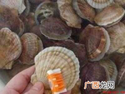 大贝壳怎么清洗取肉