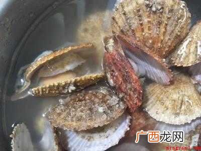 大贝壳怎么清洗取肉