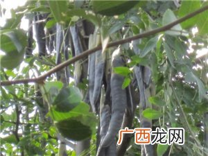 皂角是什么东西,皂英是皂角吗？
