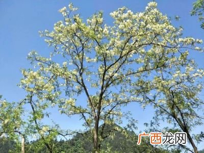 十里香是什么树,十里香的花语是什么啊？