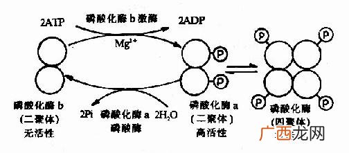 什么叫酶化学修饰它的特点有哪些,列出酶作为催化剂的九个特征？