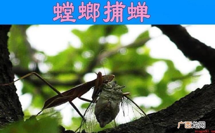 苏教版小学语文六年级下册的《螳螂捕蝉》翻译是什么 《螳螂捕蝉》翻译是什么