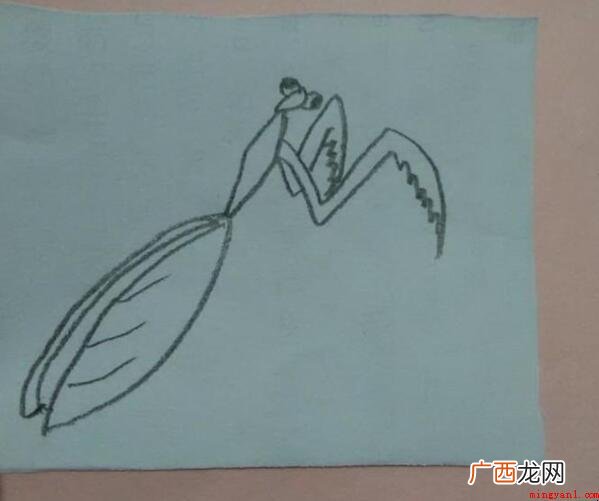 螳螂的简笔画怎么画_螳螂 螳螂的简笔画怎么画